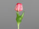Květina Tulipán, žíhaná, 20cm