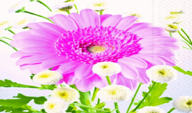 Ubrousky 3V - růžová gerbera 33x33cm  (ZCL-LN0777)