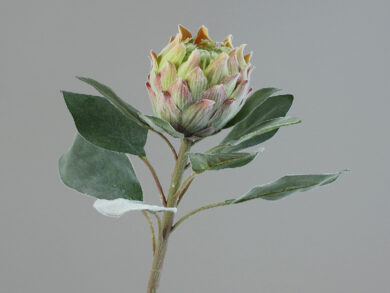 Květina Protea, zelená, 72cm  (ZDP-42984-01)