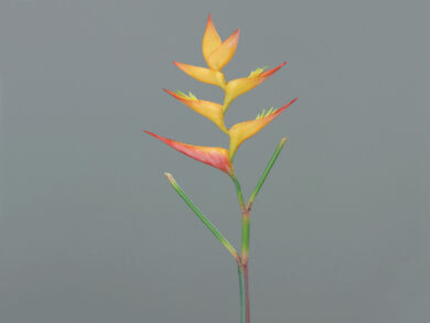 Heliconia, orange-red, 95cm, 12/96  (ZDP-43640-08)