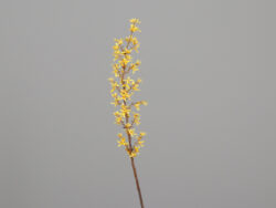 Květina Forsythie, žlutá, 118cm