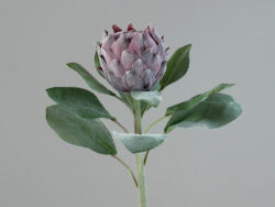 Květina Protea, fialová, 72cm