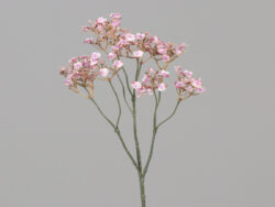 Květina Gypsophila, svazek, růžová, 30cm